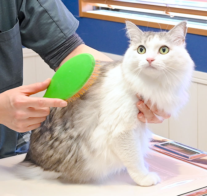 猫のブラッシング風景