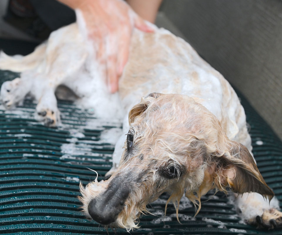 犬のシャンプー