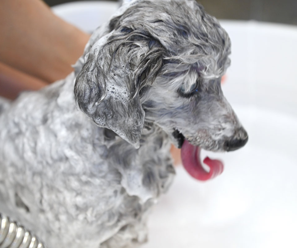 猫のブラッシング