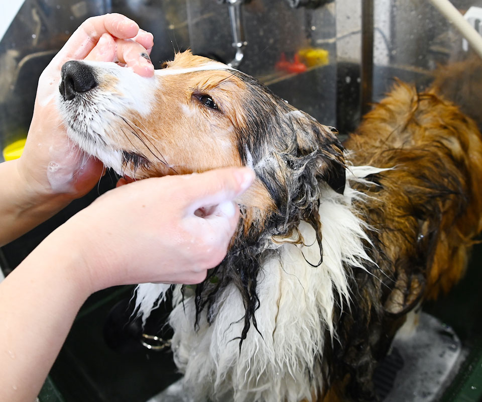 犬のブラッシング