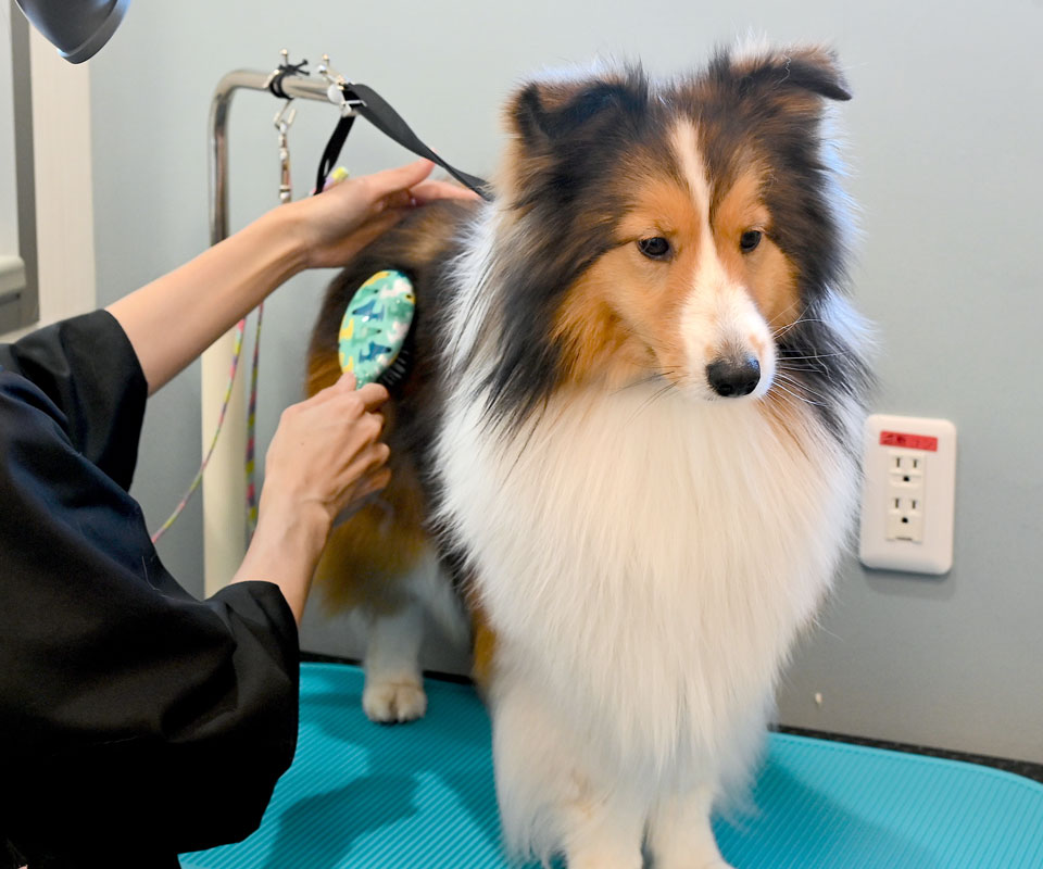 犬のトリミング