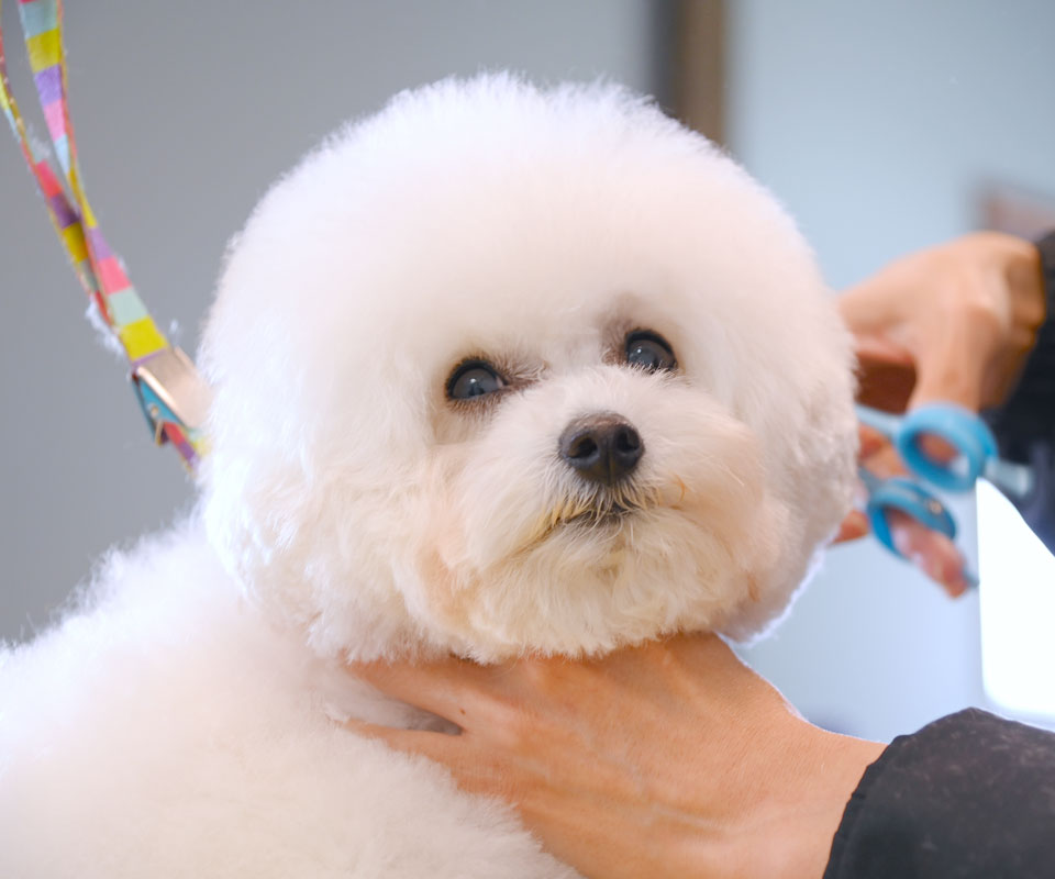 犬のトリミング